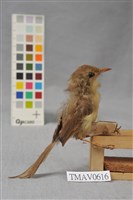 藏品(黃眉柳鶯)的圖片